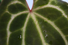 Load image into Gallery viewer, Anthurium Magnificum x Crystallinum exact plant, ships nationwide
