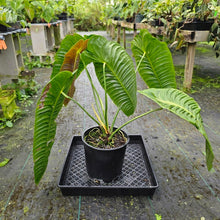 Load image into Gallery viewer, Anthurium Veitchii Narrow Form, Exact Plant XXL
