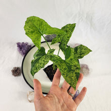 Load image into Gallery viewer, Syngonium Mojito, Exact Plant Variegated Ships Nationwide
