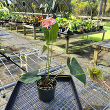 Load image into Gallery viewer, Anthurium Shibori, Exact Plant Variegated
