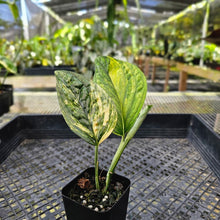 Load image into Gallery viewer, Monstera Peru &quot;Karstenianum&quot;, Exact Plant Variegated Ships Nationwide
