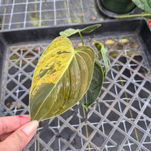 Load image into Gallery viewer, Philodendron Melanochrysum, Exact Plant Variegated Ships Nationwide
