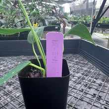 Load image into Gallery viewer, Anthurium Cirinoi, Exact Plant Ships Nationwide
