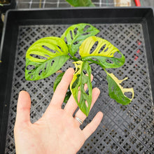 Load image into Gallery viewer, Monstera Borsigiana Aurea, Exact Plant Variegated Ships Nationwide
