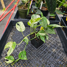 Load image into Gallery viewer, Epipremnum Pinnatum Marble, Exact Plant Variegated triple plant pot Ships Nationwide
