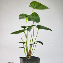 Load image into Gallery viewer, Anthurium Decipiens 4&quot; pot,, Fedex 2 day*
