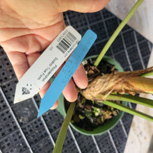 Load image into Gallery viewer, Philodendron Sodiroi True Form, Exact Plant Ships Nationwide
