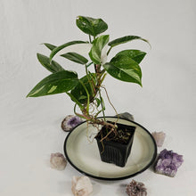 Load image into Gallery viewer, Philodendron White Princess, Exact Plant Variegated Ships Nationwide
