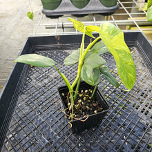 Load image into Gallery viewer, Philodendron Bipennifolium, Exact Plant Variegated Ships Nationwide
