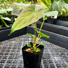 Load image into Gallery viewer, Anthurium Papillilaminum Fort Sherman X Ralph Lynam Exact Plant Ships Nationwide
