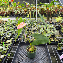 Load image into Gallery viewer, Anthurium Shibori Variegated exact plant, Fedex 2day
