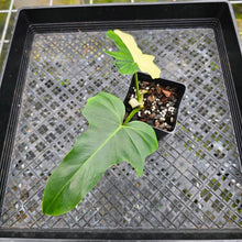 Load image into Gallery viewer, Philodendron Golden Dragon, Exact Plant Variegated Multi top plant
