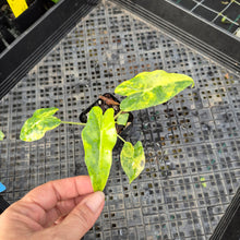 Load image into Gallery viewer, Alocasia sarian aurea, Exact Plant Ships Nationwide.
