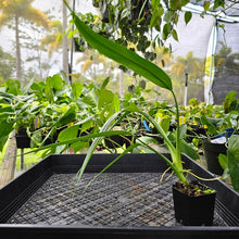 Load image into Gallery viewer, Philodendron Holtonianum, Exact Plant Ships Nationwide
