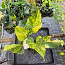 Load image into Gallery viewer, Anthurium Andraeanum White Heart, Exact Plant Variegated Ships Nationwide
