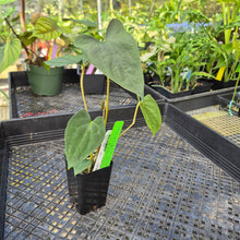 Load image into Gallery viewer, Anthurium Papillilaminum Fort Sherman X Ralph Lynam, Exact Plant Ship Nationwide
