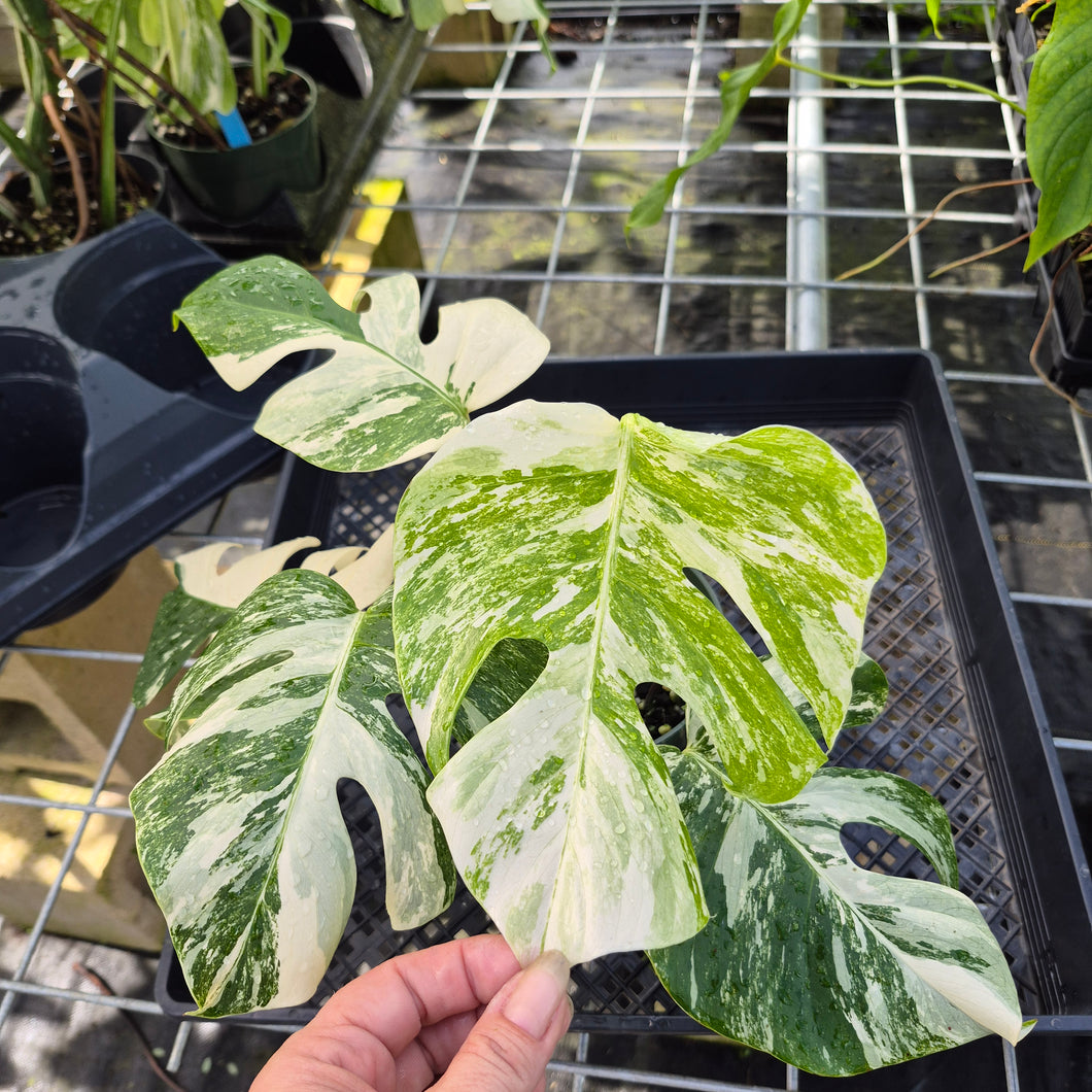 Monstera Borsigiana Albo Deliciosa, Exact Plant Variegated Ships Nationwide