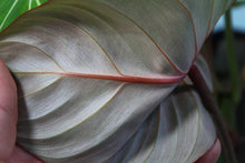 Load image into Gallery viewer, Philodendron Gloriosum Exact Plant
