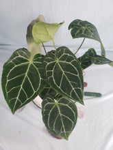 Load image into Gallery viewer, Crystallinum, Exact Plant, Anthurium
