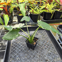 Load image into Gallery viewer, Alocasia Odora, Okinawa Silver, Exact Plant Variegated Ships Nationwide
