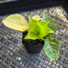 Load image into Gallery viewer, Zamioculcas Zamiifolia Wild Form ZZ, Exact Plant Variegated Ships Nationwide
