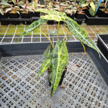 Load image into Gallery viewer, Alocasia Polly Aurea variegated exact plant, Fedex 2day*
