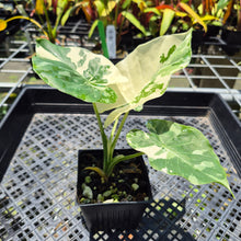 Load image into Gallery viewer, Alocasia Odora, Okinawa Silver Variegated exact plant, Fedex 2day*
