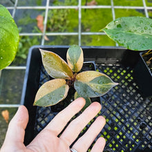 Load image into Gallery viewer, Philodendron Black Cardinal, Exact Plant Variegated
