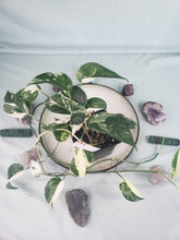 Load image into Gallery viewer, Pinnatum Albo, Exact Plant, variegated Epipremnum
