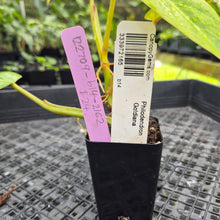 Load image into Gallery viewer, Philodendron Goldiana, Exact Plant Ships Nationwide
