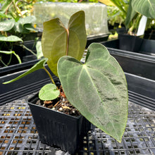 Load image into Gallery viewer, Anthurium Ace Of Spades X Papillilaminum, Exact Plant Ships Nationwide
