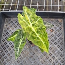 Load image into Gallery viewer, Alocasia Polly Aurea variegated exact plant, Fedex 2day*
