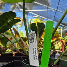 Load image into Gallery viewer, Philodendron Cordatum Kunth, Exact Plant Ships Nationwide
