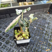 Load image into Gallery viewer, Alocasia Polly Pink variegated exact plant, Fedex 2day*
