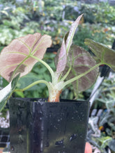 Load image into Gallery viewer, Alocasia Black Velvet Pink variegated 2.5" pot, Fedex 2day*
