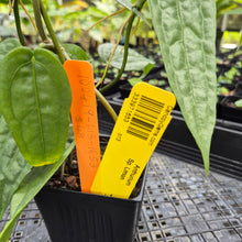 Load image into Gallery viewer, Anthurium Sp. Limon, Exact Plant Ships Nationwide
