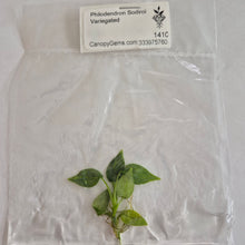 Load image into Gallery viewer, Philodendron Sodiroi Variegated tissue culture Fedex 2day
