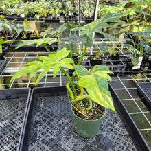 Load image into Gallery viewer, Philodendron Radiatum Aurea Variegated exact plant, Fedex 2day*
