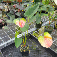 Load image into Gallery viewer, Anthurium Speckled Butterfly Shibori AFF, Exact Plant Variegated
