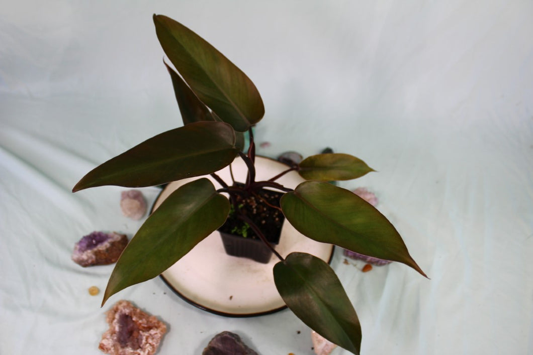 Philodendron Majesty Exact Plant Ships nationwide