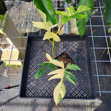 Load image into Gallery viewer, Philodendron Florida Beauty, Exact Plant Variegated Ships Nationwide
