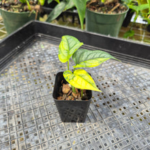 Load image into Gallery viewer, Monstera Siltepecana, Exact Plant Variegated Ships Nationwide
