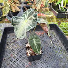 Load image into Gallery viewer, Alocasia Venom 4" pot, Fedex 2day*
