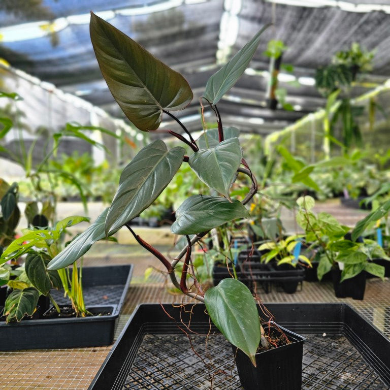 Philodendron Dark Lord, Exact Plant Ships Nationwide