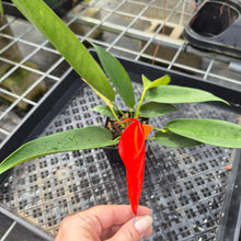 Load image into Gallery viewer, Anthurium Scherzerianum &quot;Pig Tail&quot;, Exact Plant Ships Nationwide
