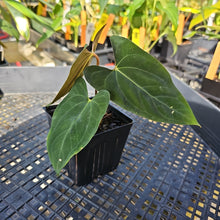 Load image into Gallery viewer, Anthurium Papillilaminum Fort Sherman X ( FS X Ralph Lynam), Ships Nationwide
