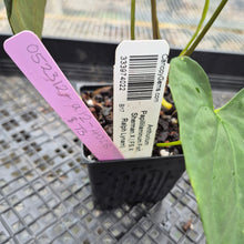 Load image into Gallery viewer, Anthurium Papillilaminum Fort Sherman X ( FS X Ralph Lynam) 8" pot, Fedex 2day
