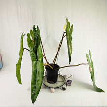 Load image into Gallery viewer, Philodendron Billietiae, Exact Plant X-Large Ships Nationwide
