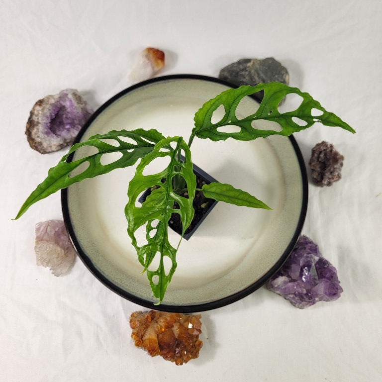 Monstera Obliqua Peru 2.5