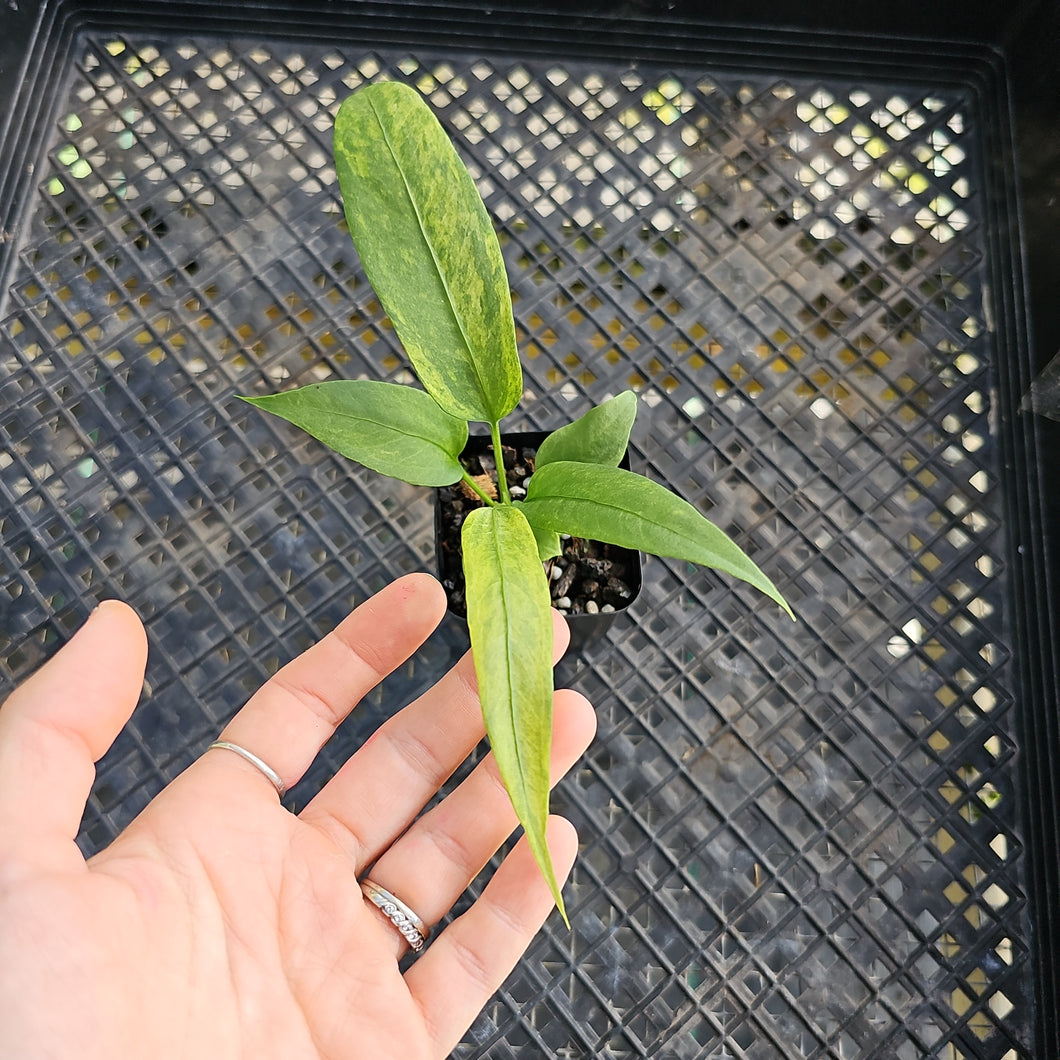 Anthurium Vittarifolium , Exact Plant Variegated Ships Nationwide